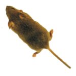 Mouse simulator MOD APKs 2.26 (Unlimited Money)