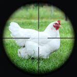 Chicken Shoot Sniper Hunting MOD APKs 1.1 (Unlimited Money)